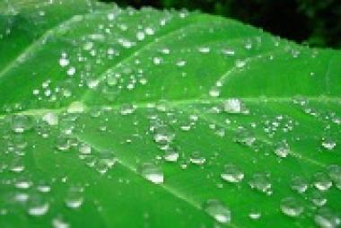 Water droplets on a leaf, by Siddharth Patil at Wikimedia Commons