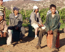 Grape pickers, from Wikimedia Commons: https://commons.wikimedia.org/wiki/File:Grape_workers.jpg   Photo credit: Tomas Castelazo, 6 September 2003.