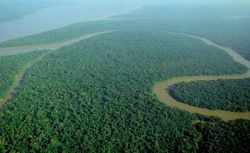 Aerial view of the Amazon Rainforest, photo by lubasi at Wikimedia Commons: https://commons.wikimedia.org/wiki/File:Aerial_view_of_the_Amazon_Rainforest.jpg