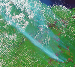 An image taken from space of smoke billowing from fires in Jambi Province on the Indonesian island of Sumatra. The false-color image was made with a combination of visible (green) and infrared light so that fires and freshly burned land stand out. (Image courtesy NASA.)