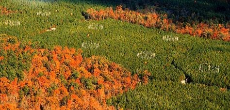 ariel view of the celtic forest