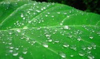 Water droplets on a leaf, by Siddharth Patil at Wikimedia Commons