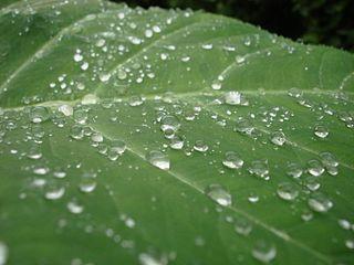 Water droplets on a leaf, by Siddharth Patil. https://commons.wikimedia.org/wiki/File:Water_droplets_on_leaf.jpg